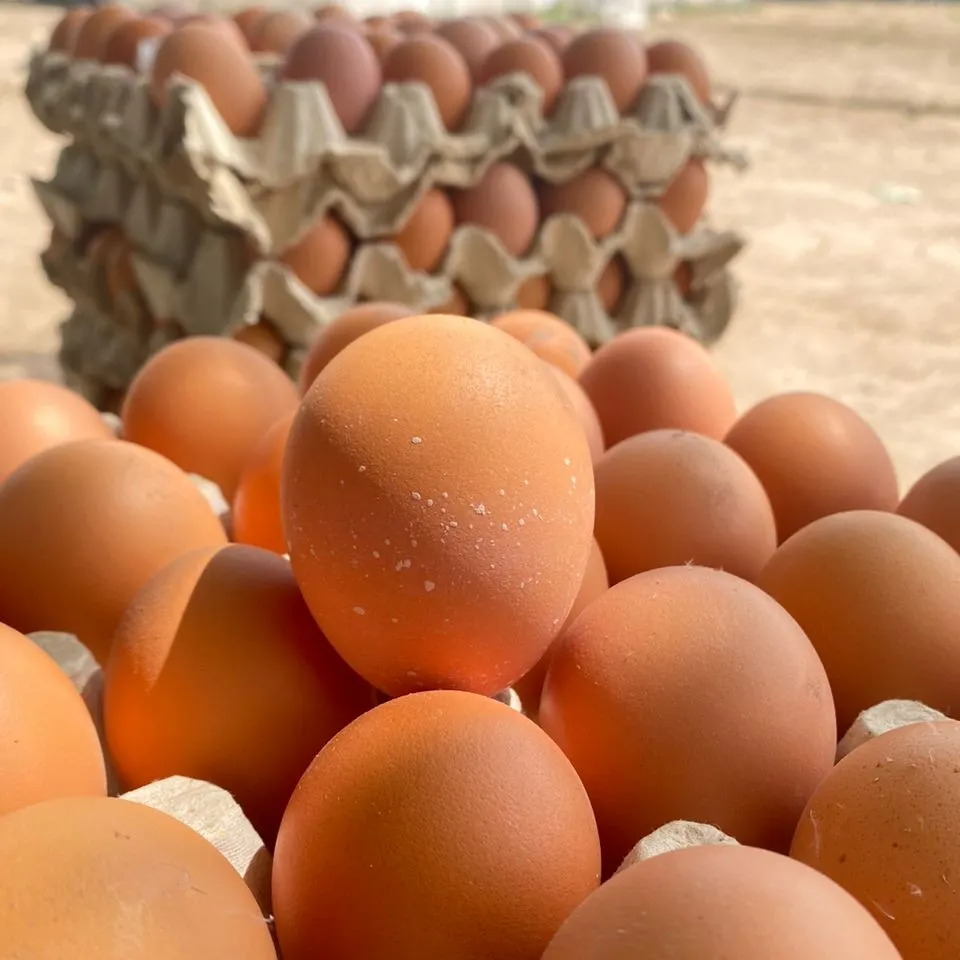 Eggs