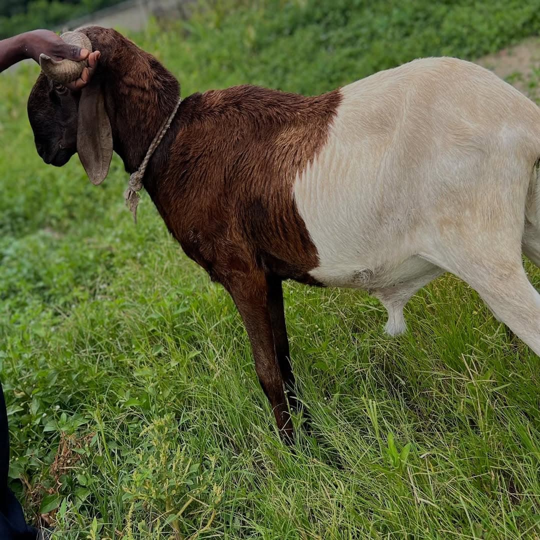 Goats & Sheep