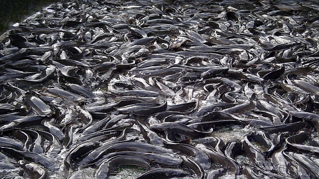 Fresh Catfish