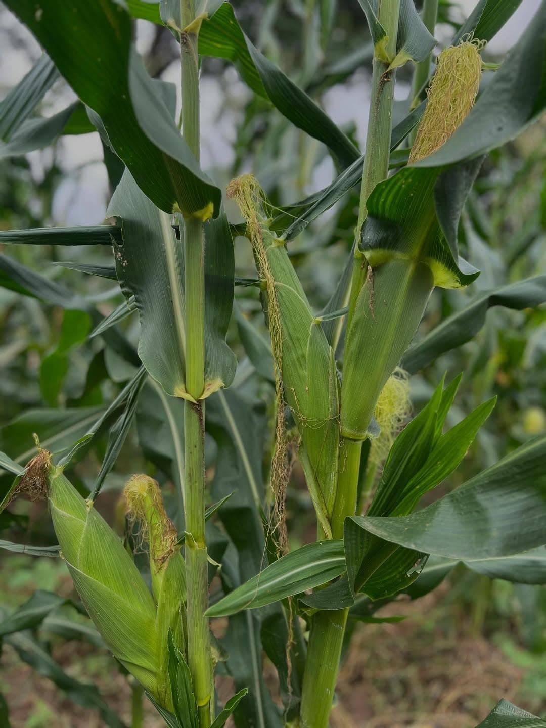 Corn