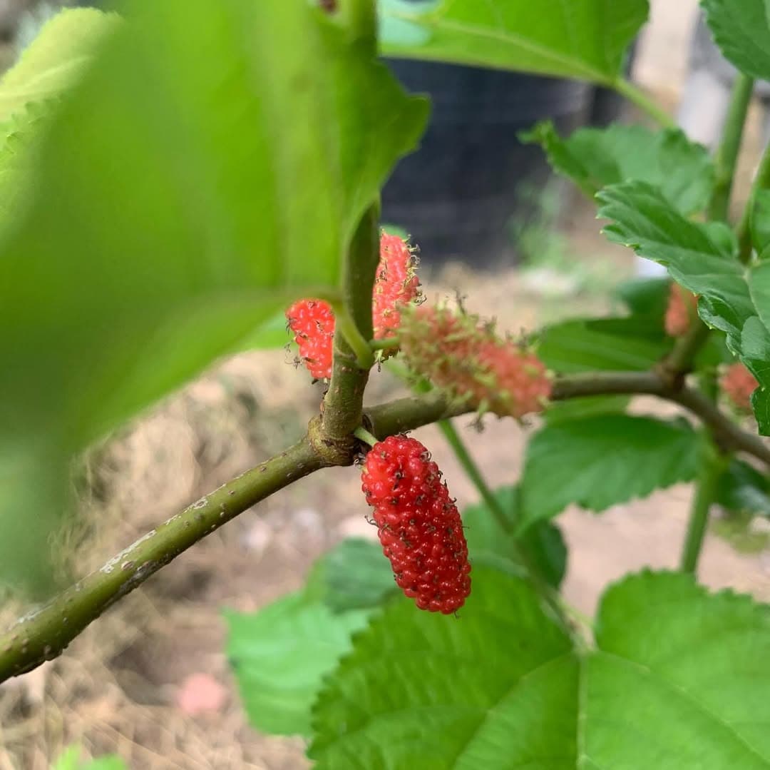 Mulberry
